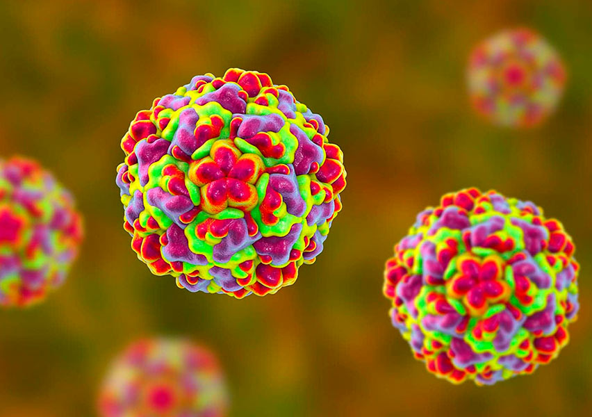 rhinovirus