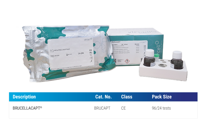 brucellacapt agglutination
