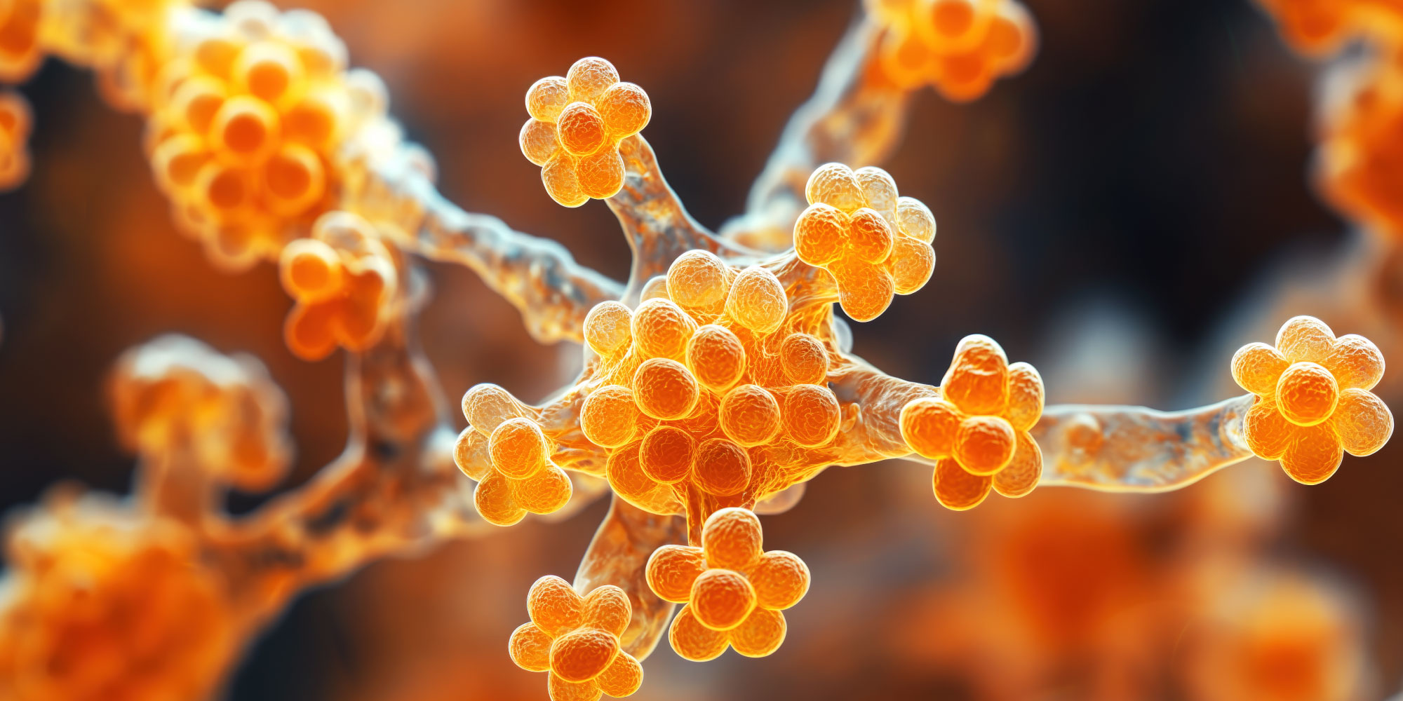 candida auris molecular solutions
