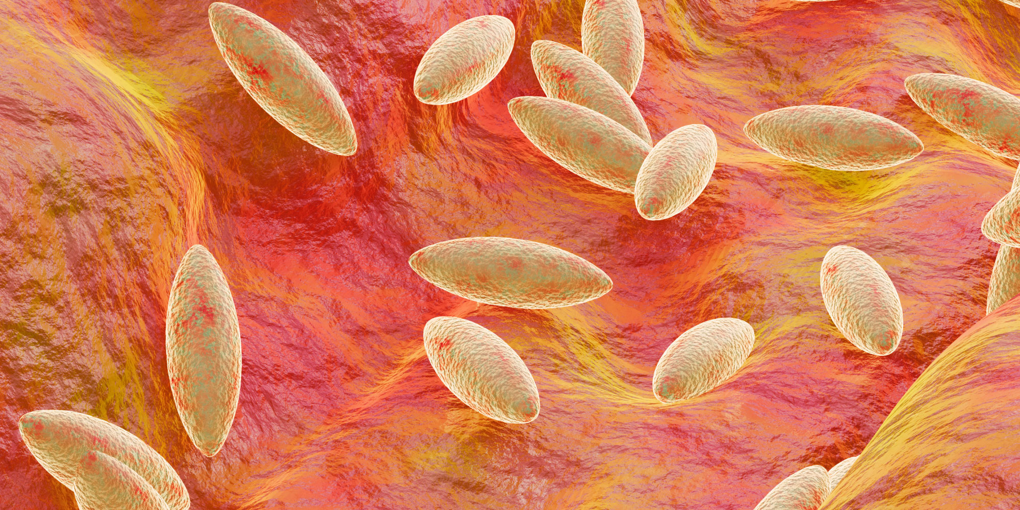 serology vircell for brucella